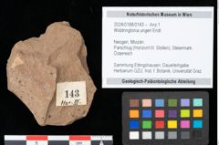 Foto (Objekt + Etikett) von Widdringtonia ungeri Endl. (NHMW-GEO-2024-0188-0143)